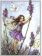 The Lavender Fairy